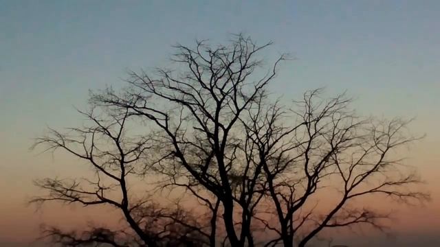 Звуки природы.Летний вечер в деревне.Пение сверчков.Лай собак смотреть онлайн