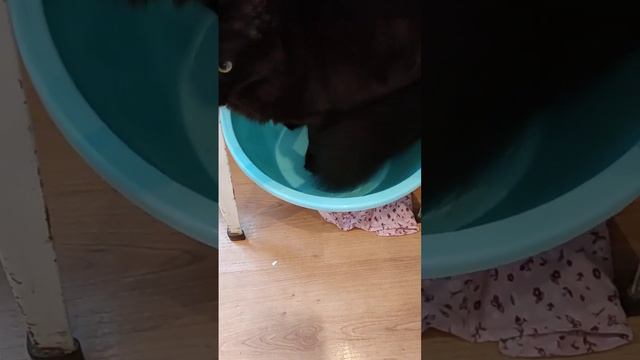 кошка капалка #вредина #кошки #играем #смотреть смотреть онлайн