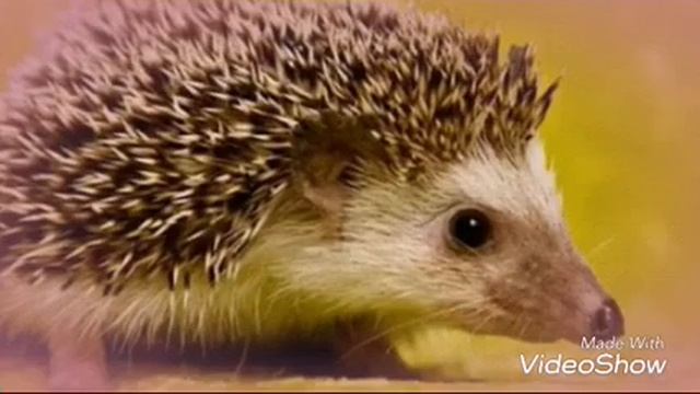 Милые картинки ежиков смотреть онлайн