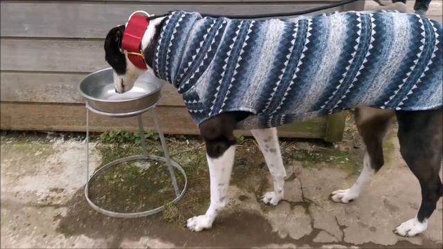 The Retired Racing Greyhound Walk смотреть онлайн