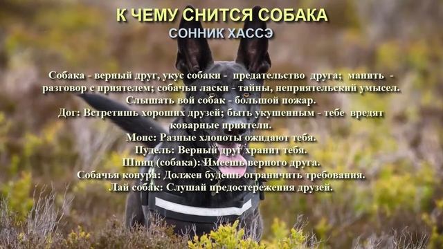 К чему снится собака. Сонник Хассэ. Толкование снов. смотреть онлайн