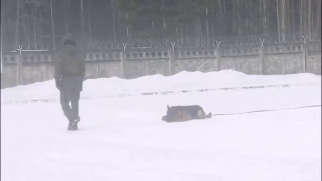 В кинологическом центре "Красная Звезда" смотреть онлайн