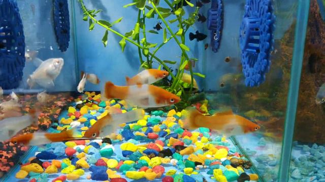 Меченосец Санта-Клаус 2019 05 21 09 39 06 смотреть онлайн