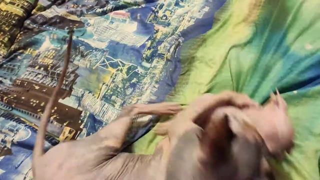 #Сфинкс #Кошки СФИНКСЫ.КОТЫ. Мать и дитя #БАТЛ смотреть онлайн