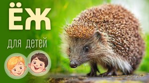 Еж. Видео про животных для детей 3+