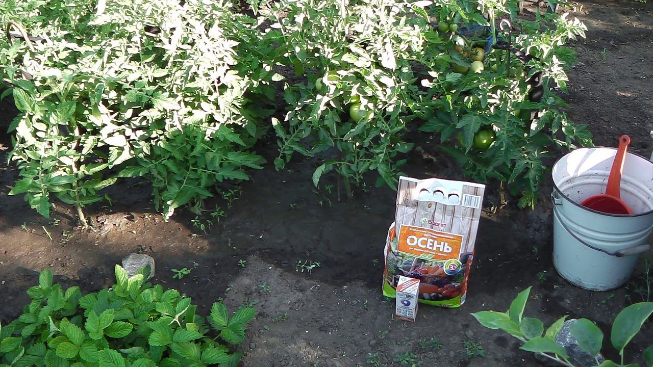 3 ИЮЛЯ ПЕРВАЯ ПОДКОРМКА ТОМАТОВ В ОТКРЫТОМ ГРУНТЕ . ОТВЕТЫ НА ВОПРОСЫ ПОДПИСЧИКОВ . смотреть онлайн
