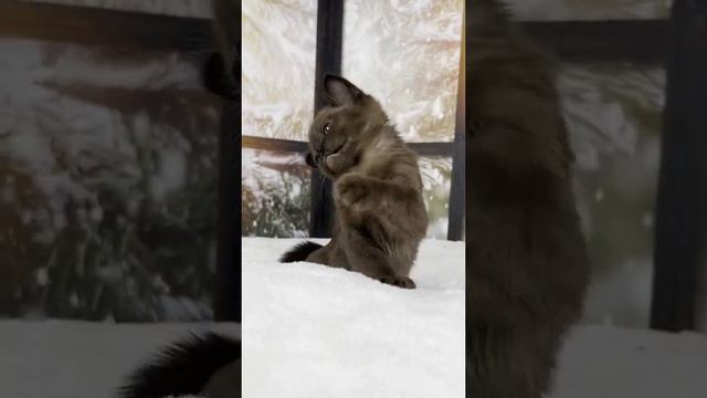 Соболиная бурма. Котенок европейской бурмы соболиного окраса. Мальчик. смотреть онлайн