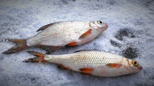 Рыбалка для души. Зимняя простая рыбалка. Ловля на мормышку окуня и густеру. Жерлицы.