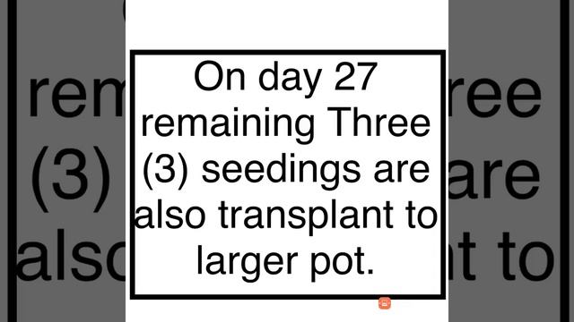 Part 1 || Best time to grow sapindus saponaria || western soapberry from seed || #Pak Gardening plu смотреть онлайн