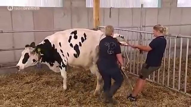 Giving Birth: The Cow Birthing Process Explained