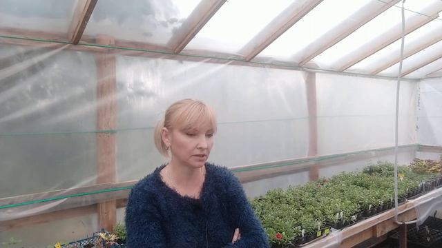 Осенний черенок вегетативки. смотреть онлайн