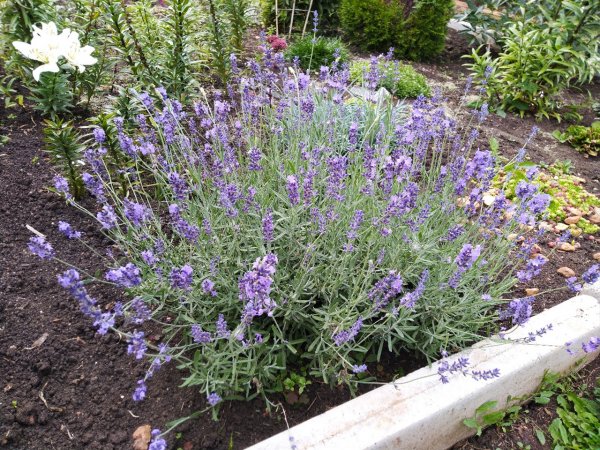 Срочно сеем лаванду! Уже пора.Посев лаванды.