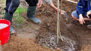 Что нужно знать о колоновидной яблоне + обрезка