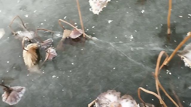 Лотосы зимой. Как выглядят красивые лотосы зимой, как выглядят семена лотоса. смотреть онлайн