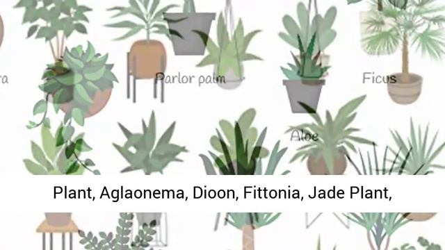 Indoor Plant Food (16 Oz) All-purpose House Plant Fertilizer | Liquid Common Houseplant Fertilizers