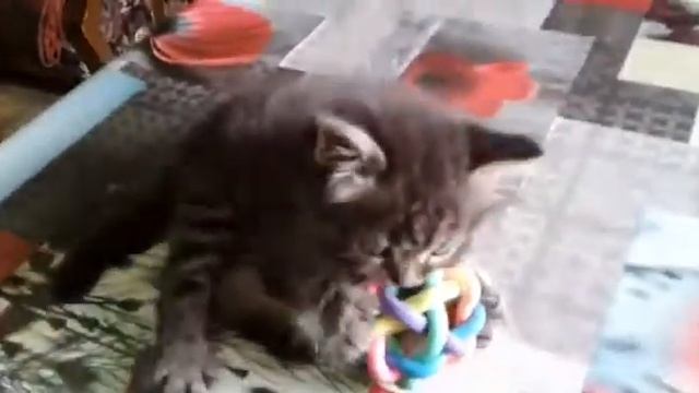 Котёнок метис персидской кошки и мейн-куна.Сильвер. смотреть онлайн