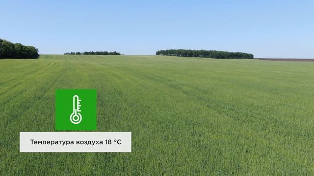 Защита посевов яровой пшеницы препаратами Кирово-Чепецкой Химической Компании. СХ АО БЕЛОРЕЧЕНСКОЕ смотреть онлайн