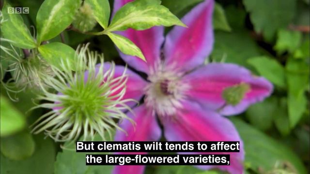 Gardener’s World 2021 - Episode 20 - 6th of August 2021 смотреть онлайн