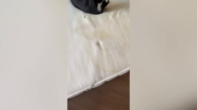 Обзор на моющий пылесос Kitfort KT-5241