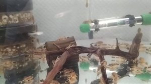 Аквариумистика. Пельвикахромисы. Анциструсы. Пецилии. Гуппи.