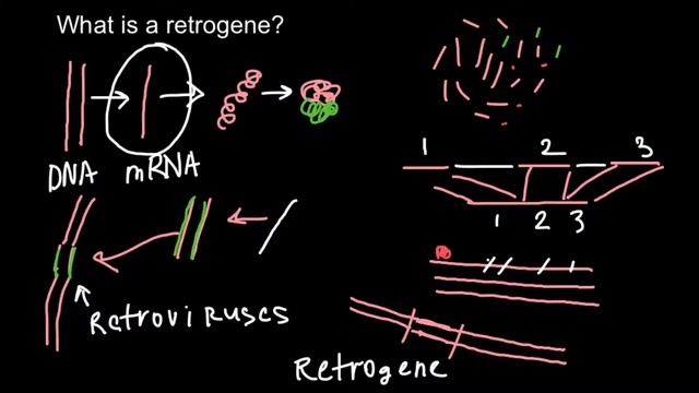 What Is A Retrogene?
