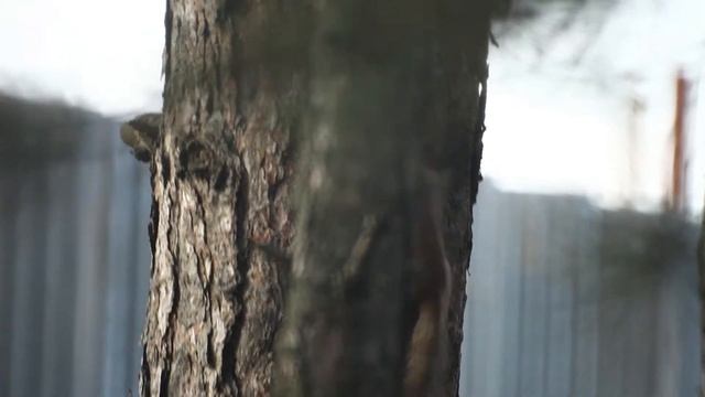 Red squirrel / Обыкновенная белка / смотреть онлайн