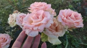 Сорта срезочных эквадорских роз в моем саду. Hermosa, Jessika (ч1)