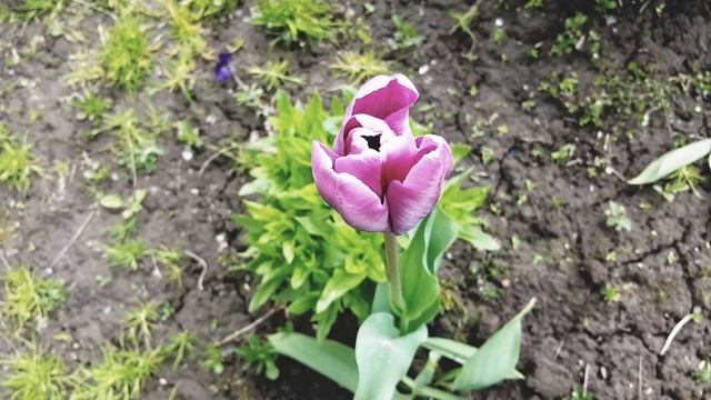 Дольмен Хан: Сотрудничество с энергией Любви. смотреть онлайн