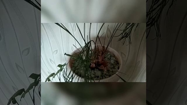 Богомол Мира отложила оотеку/Арсений Life/Arseniy Life