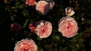 Роза Мерхензаубер и Эйфельзаубер, сравнение, обзор + РОЗЫ НОВИНКИ!