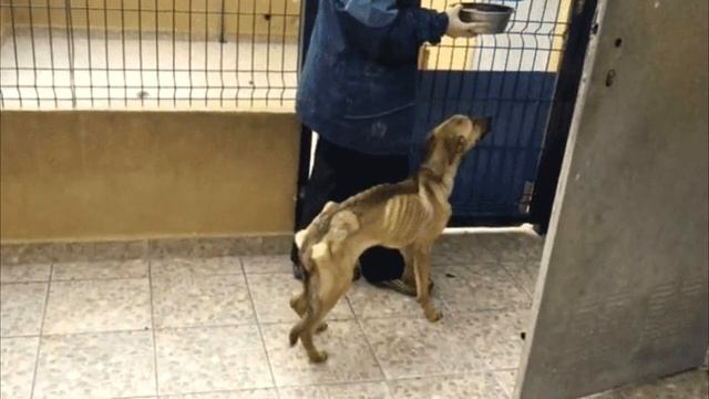 Выходя он просто погладил пса. Через секунду мужчина бросился за помощью смотреть онлайн