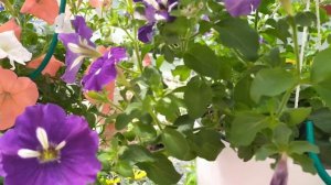 Недостаток калия у петунии. Как распознать и исправить?