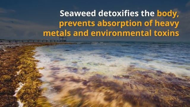 Top Foods To Detox Your Body from Radiation смотреть онлайн