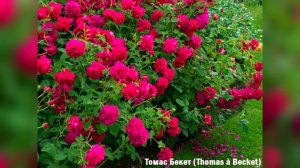 Сорта роз Д.Остина, которые долго держат цветок. Часть вторая.