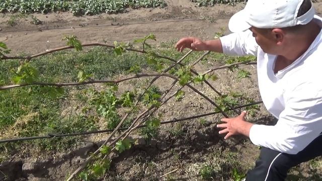 Нормировка,(проломка) побегов трехлетнего куста винограда смотреть онлайн