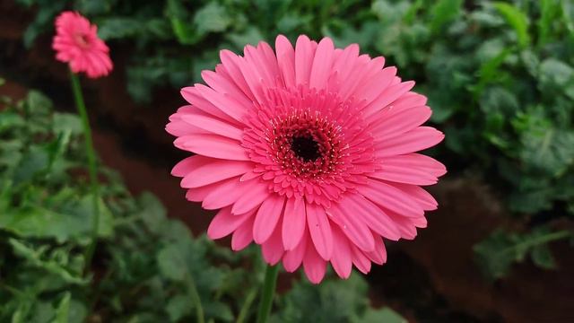 gerbera flower seeds online india смотреть онлайн