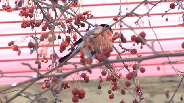 СНЕГИРЬ - замаскировался под ранетки