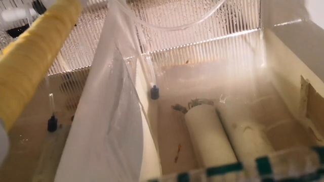 Самый удобный и практичный способ для разведения раков в узв смотреть онлайн