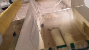 Самый удобный и практичный способ для разведения раков в узв