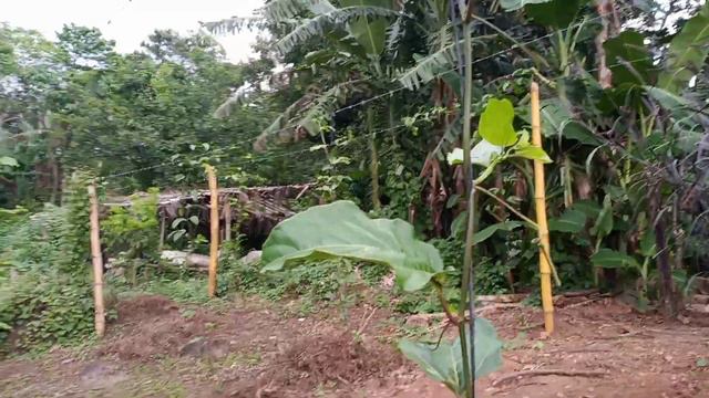 Maracuya! # Podemos salir adelante con nuevos cultivos como este!# suscribanse a mi canal!! смотреть онлайн