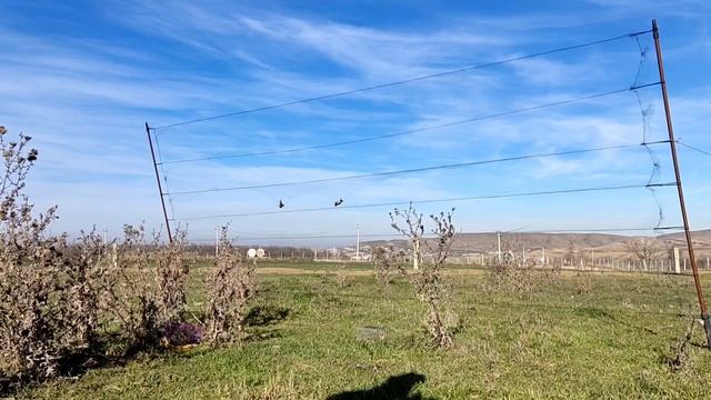 ловля певчих лесных птиц.ловля щегла и коноплянки. смотреть онлайн