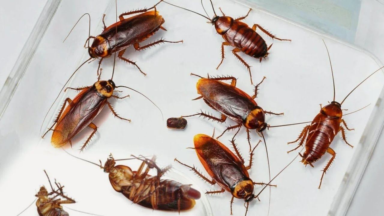 Удивительный способ избавиться от ТАРАКАНОВ смотреть онлайн