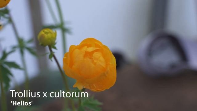 Trollius | Globe Flowers смотреть онлайн