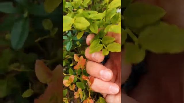Черника на севере Ленобласти смотреть онлайн