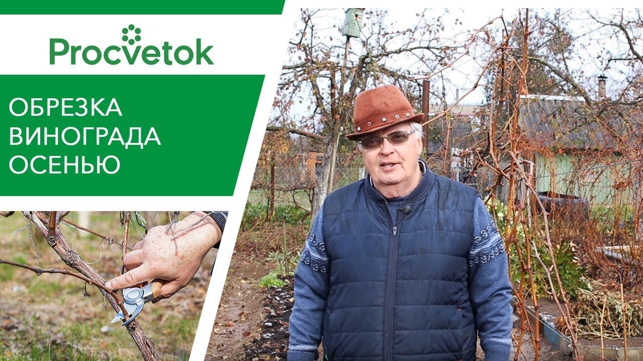 Обрезка винограда осенью для начинающих: первый, второй, третий год. смотреть онлайн