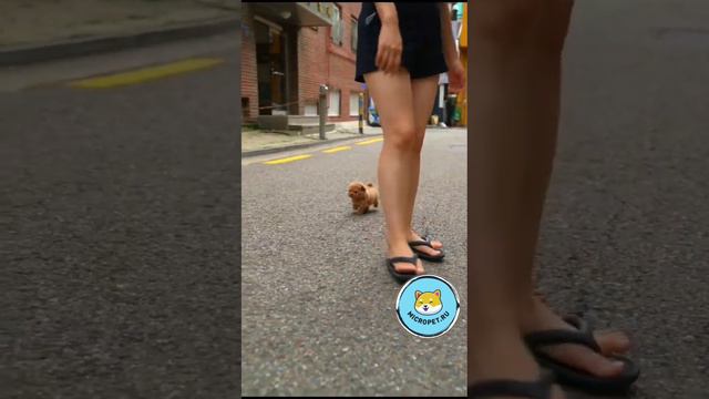 Мальтипу из Кореи