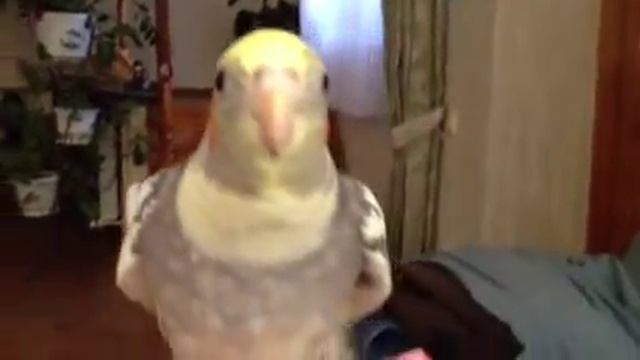 Корелла говорит