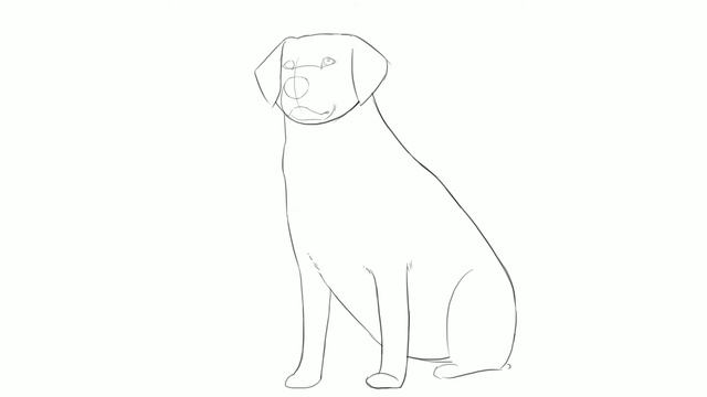 How to draw Labrador Dog смотреть онлайн