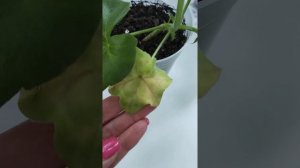 На герани коричневые точки