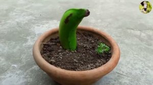 Как вырастить банановое дерево из банана?How to grow a banana tree from a banana